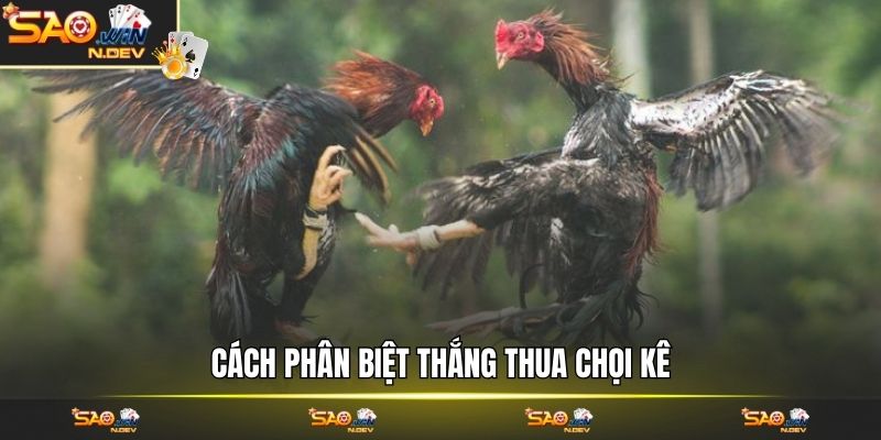 Đá gà cựa sắt