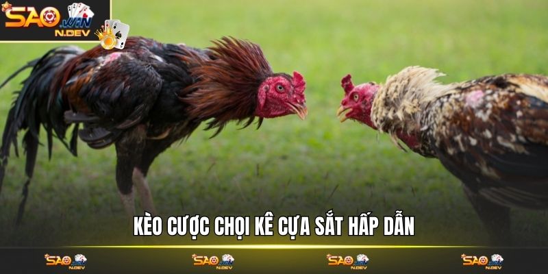 Đá gà cựa sắt