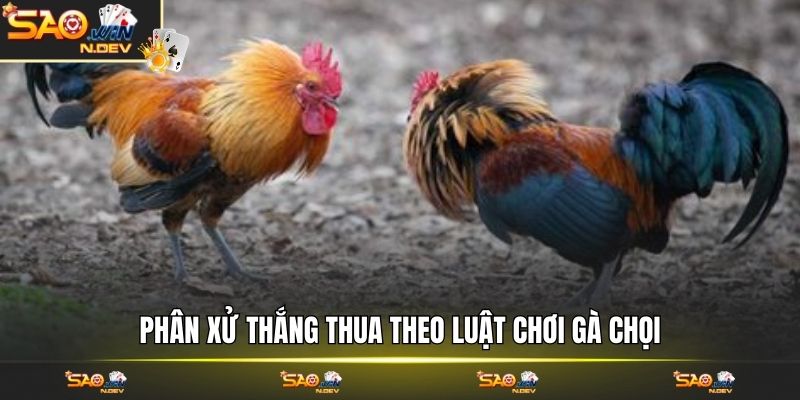 luật chơi gà chọi