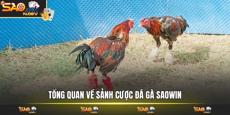 đá gà Saowin